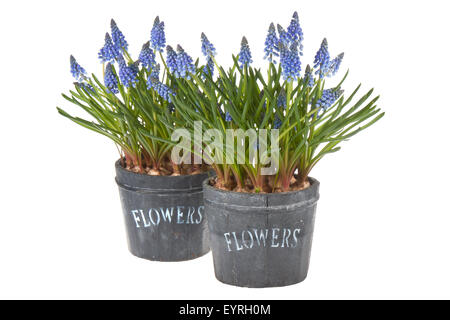 Frische blaue Trauben in einem Eimer, isoliert auf weiss Stockfoto