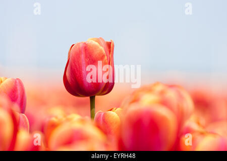 Rosa Tulpe mit einer selektiven Fokus und eine geringe Schärfentiefe fotografiert Stockfoto
