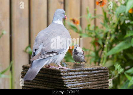 Eine große Taube trifft al Haus wenig Spatz in einem Garten Brunnen Stockfoto