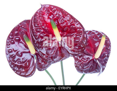 Drei lila Anthurien (Flamingo Blumen) isoliert auf weiss Stockfoto