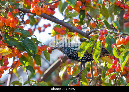 Eine gefleckte Starling, die Früchte zu essen, in einem Apfelbaum Stockfoto