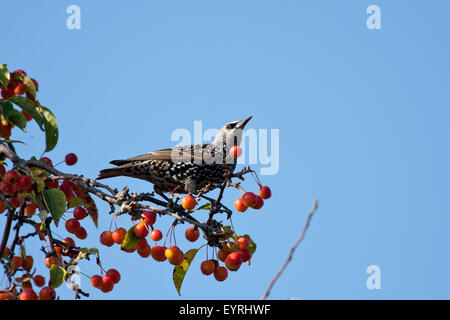 Eine gefleckte Starling, die Früchte zu essen, in einem Apfelbaum Stockfoto