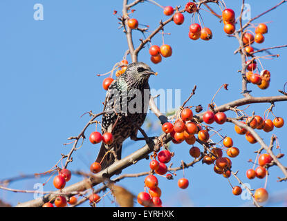 Eine gefleckte Starling, die Früchte zu essen, in einem Apfelbaum Stockfoto