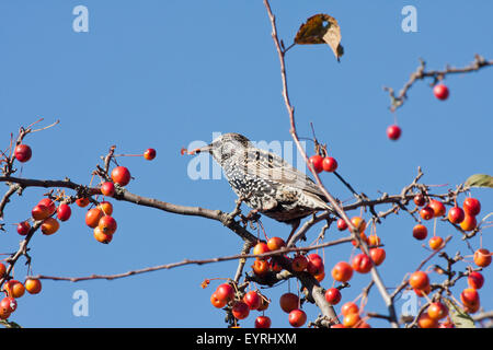 Eine gefleckte Starling, die Früchte zu essen, in einem Apfelbaum Stockfoto