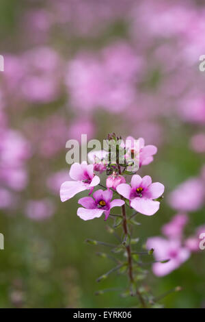 Diascia "Flieder Belle" Blumen. Stockfoto