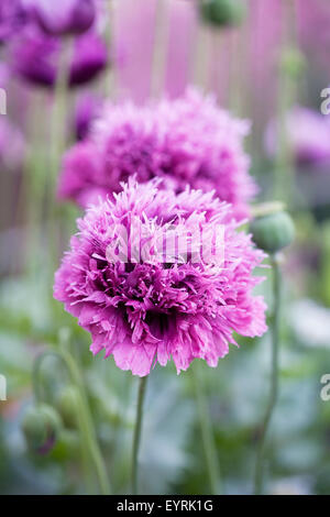 Papaver Somniferum. Lila Mohn in einem englischen Garten. Stockfoto