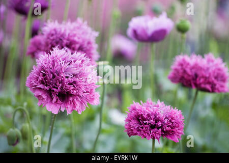 Papaver Somniferum. Lila Mohn in einem englischen Garten. Stockfoto