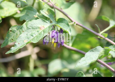 Lila mit gelben Blüte der Nachtschatten (Solanum Dulcamara) Pflanze, wächst in Ontario S.E. Stockfoto