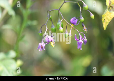 Lila mit gelben Blüte der Nachtschatten (Solanum Dulcamara) Pflanze mit grünen Beeren wachsen in S.E. Ontario. Giftig Stockfoto