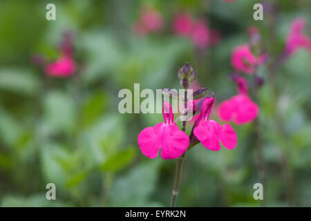 Salvia X jamensis "Himbeer Royale". Stockfoto