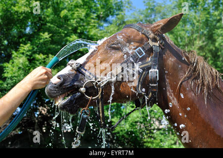 zufrieden glücklich Pferd durch Wasser bei heißem Wetter gekühlt Stockfoto