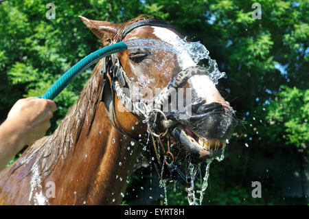 zufrieden glücklich Pferd durch Wasser bei heißem Wetter gekühlt Stockfoto