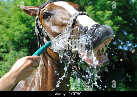 zufrieden glücklich Pferd durch Wasser bei heißem Wetter gekühlt Stockfoto