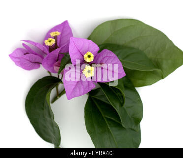 Bougainvillea Stockfoto