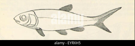 Bild entnommen Seite 184 von ' Text Book of Geology Stockfoto