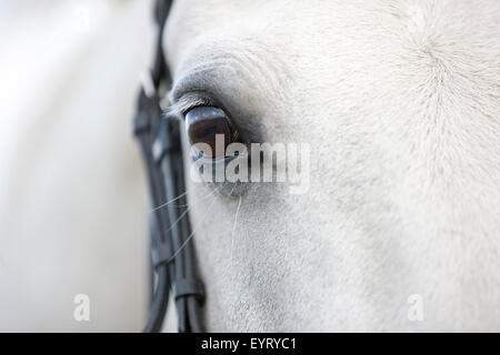 Eine graue Connemara-Pferd, Stirn und Auge Stockfoto