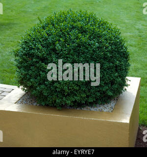 Buchsbaum; Buxus sempervirens Stockfoto