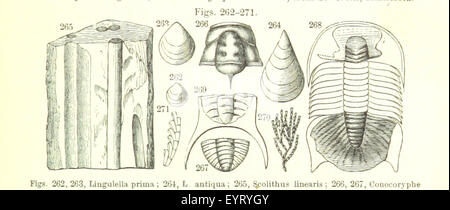 Bild von Seite 195 ' [Handbuch der Geologie zu behandeln Stockfoto