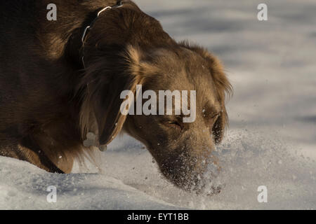 Weimaraner im Schnee spielen Stockfoto