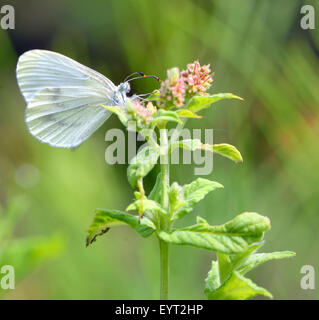 Pieris Brassicae, Kohl Schmetterling auf einer Blüte Stockfoto