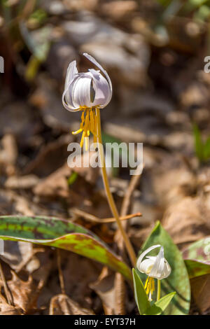 Weiße Forelle Lily Wildblumen des wissenschaftlichen Namens für diese Blumen ist Erythronium Albidum in der Familie Liliaceae fotografiert in den unteren Howard Creek Natur und Erhaltung des Erbes in der Bluegrass-Region von Kentucky Stockfoto