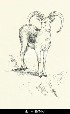 Bild von Seite 29 ' A Wild Sheep Chase. Noten von eine kleine philosophische Reise auf Korsika. Aus dem französischen übersetzt, etc. "Bild von Seite 29 ' A Wild Sheep Chase Stockfoto