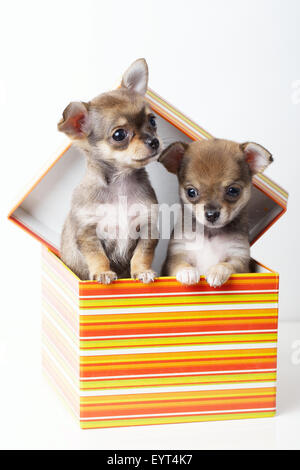 niedlichen Welpen Chihuahua in box Stockfoto