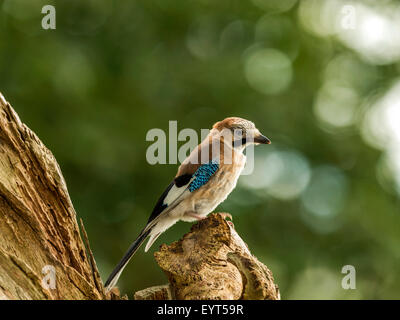 Juvenile Jay dargestellt thront auf einer alten verfallenen hölzernen Baumstumpf, in frühen Abend Sonnenlicht getaucht. Thront, isoliert. Stockfoto