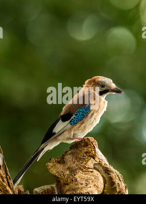 Juvenile Jay dargestellt thront auf einer alten verfallenen hölzernen Baumstumpf, in frühen Abend Sonnenlicht getaucht. Thront, isoliert. Stockfoto