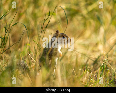 Einzelne graue Eichhörnchen (Sciurus Carolinensis) Nahrungssuche in natürlichen Wäldern ländlicher Umgebung. "Aufrecht, am Boden" Stockfoto