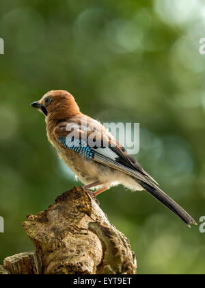 Juvenile Jay dargestellt thront auf einer alten verfallenen hölzernen Baumstumpf, in frühen Abend Sonnenlicht getaucht. Thront, isoliert. Stockfoto