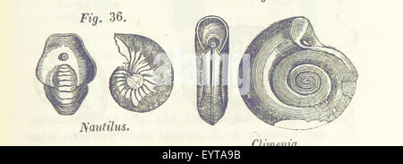 Bild entnommen Seite 473 von "Trattato di Geologia Diretto Stockfoto