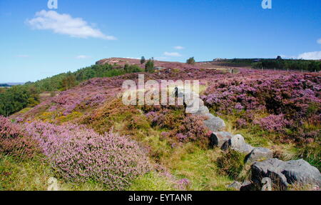 Ling Heidekraut (Calluna Vulgaris) Blumen über Moorland Mühlstein hochkant in der Nähe von Sheffield, Peak District NP, England UK - August Stockfoto