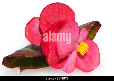 Begonie, Begonie, Semperflorens, Balkonblumen, Stockfoto