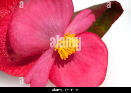 Begonie, Begonie, Semperflorens, Balkonblumen, Stockfoto