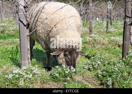 Schafbeweidung auf dem frischen Weinberg-Feld Stockfoto