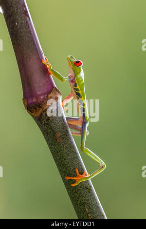 Ein Red-eyed Laubfrosch klettern einen Stock Stockfoto