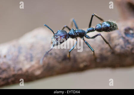 Eine Kugel Ameise zu Fuß auf der Suche nach Nahrung Stockfoto