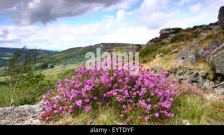 Heather Baslow hochkant im Dunkeln Peak District der Peak District National Park, Derbyshire England UK - August blühen Stockfoto