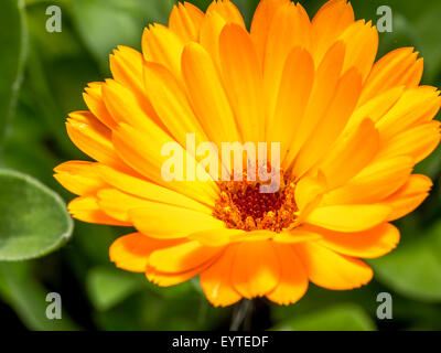 Closeup Schuss orange Ringelblume-Blume in voller Blüte Stockfoto