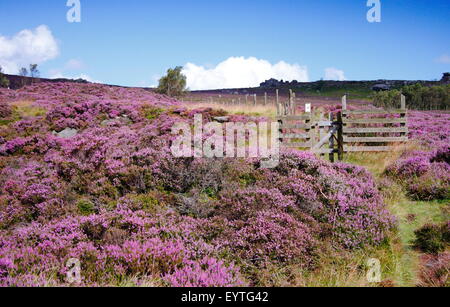 Heidekraut (Calluna Vulgaris) blüht auf Hathersage Moor in der Peak District National PArk, Derbyshire England UK - August Stockfoto