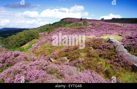 Heidekraut (Calluna Vulgaris) blüht in Moorland Mühlstein hochkant im Peak District National PArk, Derbyshire England UK Stockfoto