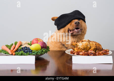 Verbunden Sie Challenge Spiel mit Hund die Augen. Hund die Wahl zwischen zwei Arten von Lebensmitteln. Stockfoto