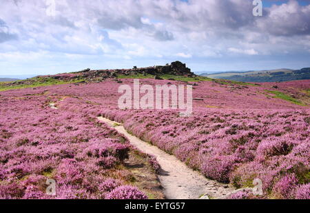 Blühende Heidekraut (Calluna Vulgaris) Fransen einen Pfad auf Hathersage Moor im Peak District National Park, Yorkshire England UK Stockfoto