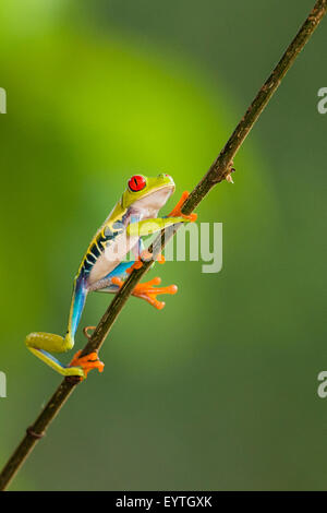 Ein Red-eyed Laubfrosch klettern einen Stock Stockfoto