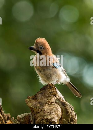 Juvenile Jay dargestellt thront auf einem alten verfallenen hölzernen Baumstumpf. "Isoliert gegen einen Hintergrund beleuchteten grünen Wald" Stockfoto