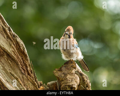 Juvenile Jay dargestellt thront auf einem alten verfallenen hölzernen Baumstumpf. "Isoliert gegen einen Hintergrund beleuchteten grünen Wald" Stockfoto