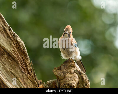 Juvenile Jay dargestellt thront auf einem alten verfallenen hölzernen Baumstumpf. "Isoliert gegen einen Hintergrund beleuchteten grünen Wald" Stockfoto