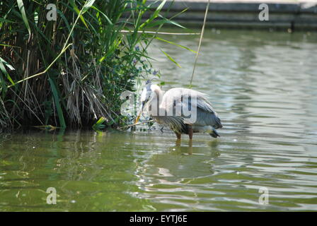 Das Great Blue Heron, Stiele für eine Mahlzeit, um eine Insel am Teich. Stockfoto