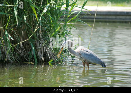 Das Great Blue Heron, Stiele für eine Mahlzeit, um eine Insel am Teich. Stockfoto